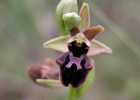 (17) Ophrys - S.Fabian 