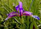 (9) Iris garminifolia - S.Fabian 