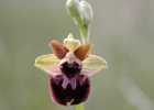 (21) Ophrys - S.Fabian 