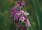 (12) Gladiolus palustris - S.Vaccher 