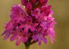 (20) Orchis pyramidalis - S.Vaccher 