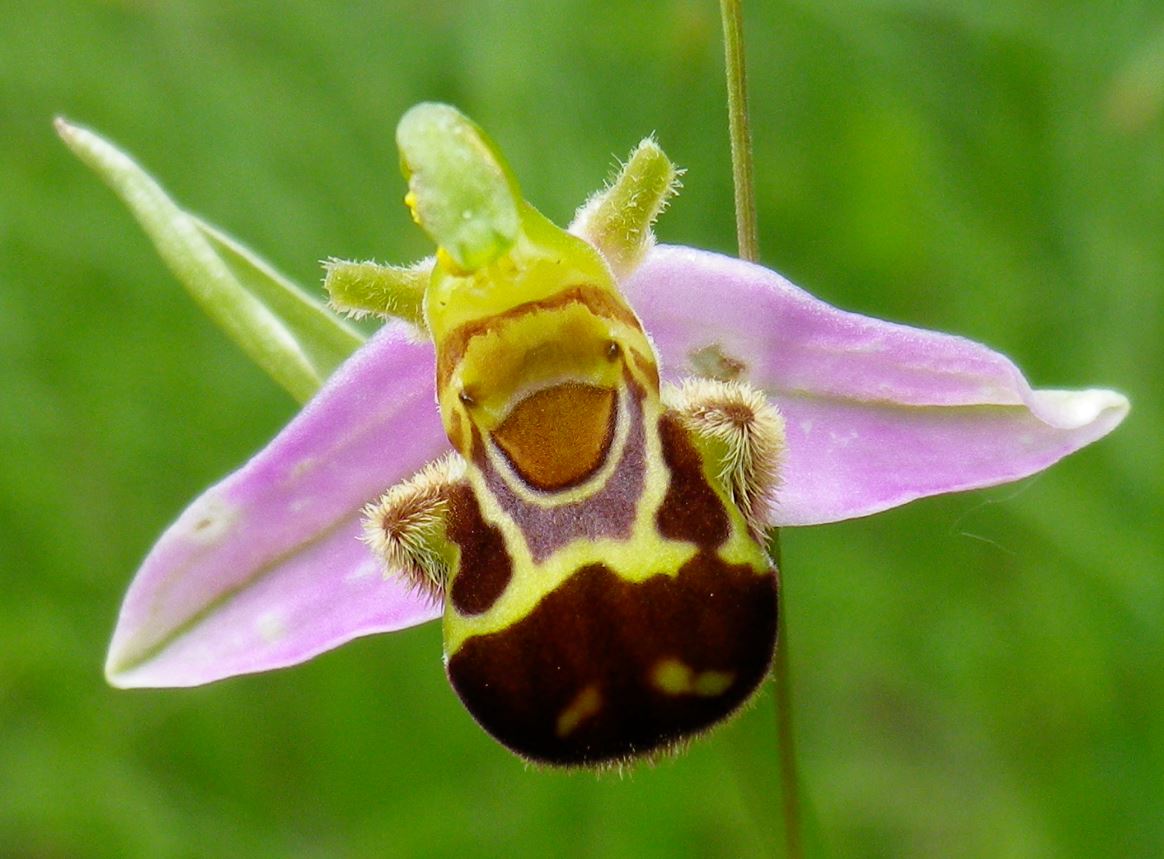 Ophrys apifera, one of the wild orchids grown in vitro and transplanted in the areas restored within the LIFE Magredi Grasslands Project