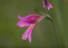 (8) Gladiolus palustris - S.Vaccher ©